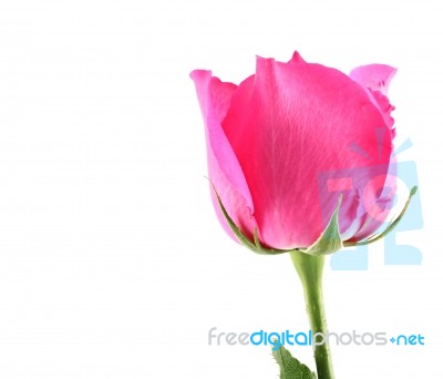 Single Pink Rose Stock Photo