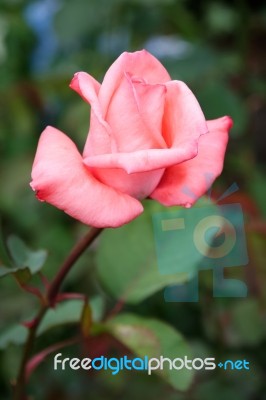 Single Pink Rose In Flower At Butchart Gardens Stock Photo