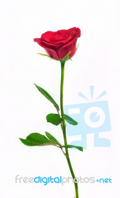 Single Red Rose Stock Photo