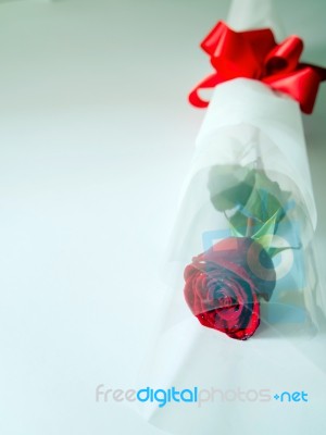 Single Red Rose Stock Photo