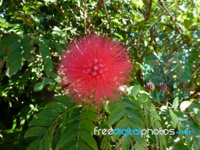 Single Red Spiky Flower Stock Photo