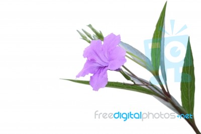 Single Ruellia Tuberosa Flower Focus Lower One On White Background Stock Photo