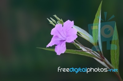 Single Ruellia Tuberosa Flower Front Focus Stock Photo