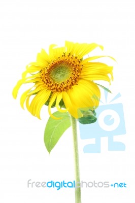 Single Sunflower And Leaf Isolated On White Background Stock Photo