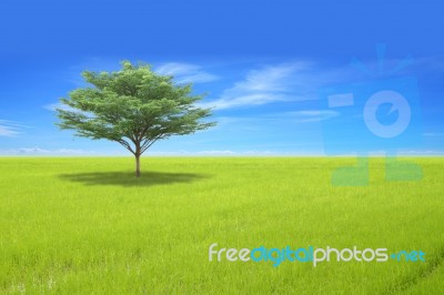 Single Tree On Green Field And Blue Sky Stock Photo