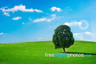 Single Tree,tree In Field And Blue Sky.olympic Park In Korea Stock Photo