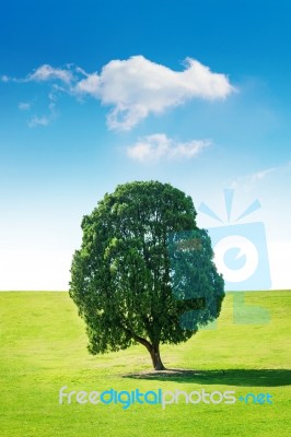 Single Tree,tree In Field And Blue Sky.olympic Park In Korea Stock Photo