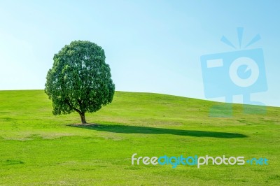 Single Tree,tree In Field And Blue Sky.olympic Park In Korea Stock Photo