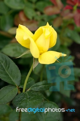 Single Yellow Rose At Butchart Gardens Stock Photo