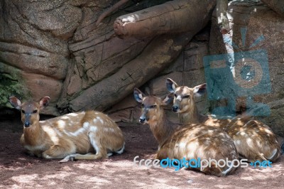 Sitatunga Antelope At The Bioparc In Fuengirola Stock Photo