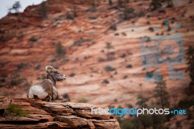 Sitting Big Horn Sheep Stock Photo