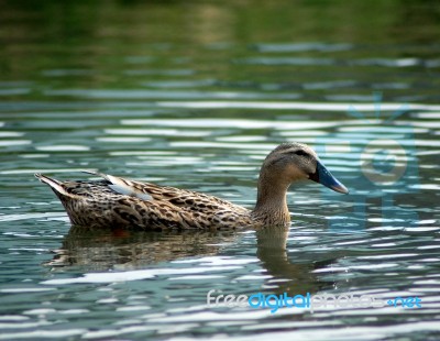 Sitting Duck Stock Photo