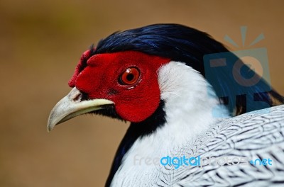 Siver Pheasant Stock Photo