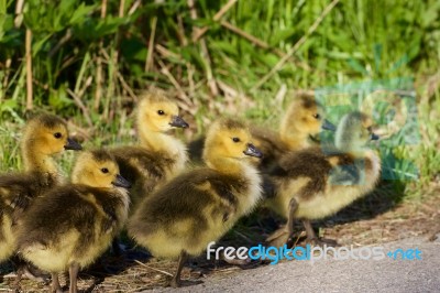 Six Cute Chicks Stock Photo