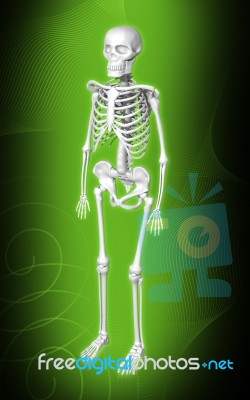 Skeleton Stock Image