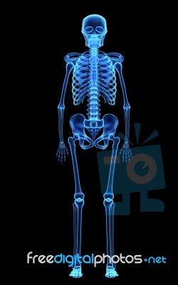 Skeleton Stock Image