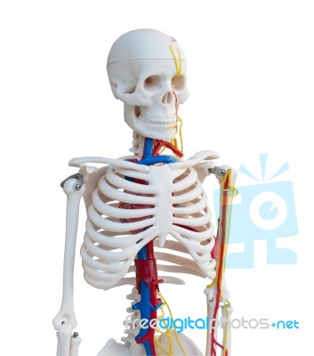 Skeleton Stock Photo