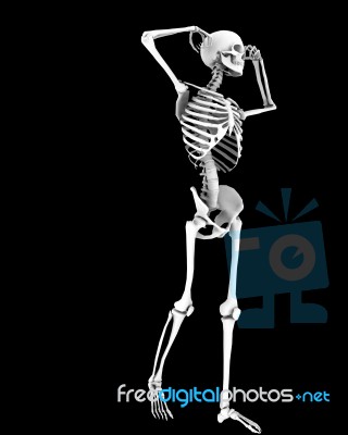 Skeleton Stock Image