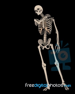 Skeleton Stock Image