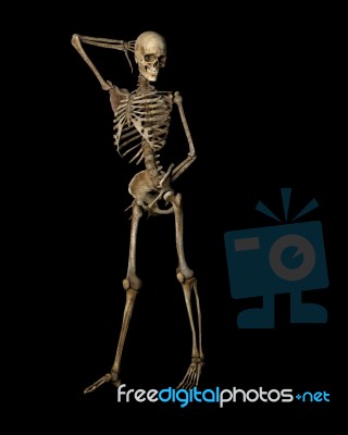 Skeleton Stock Image