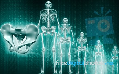 Skeleton And Human Pelvis Stock Image