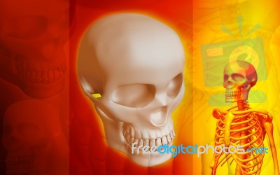 Skeleton And Human Skull Stock Image