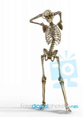 Skeleton Flexing Stock Image