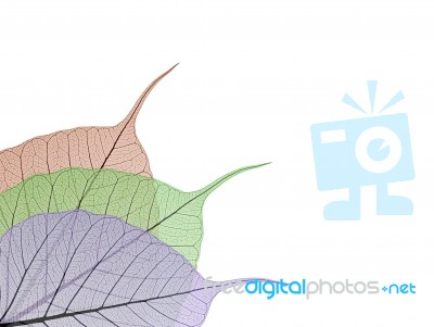 Skeleton Leaf Stock Image