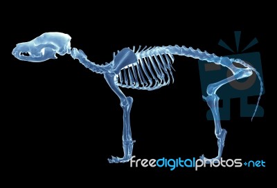 Skeleton Of Dog Stock Photo