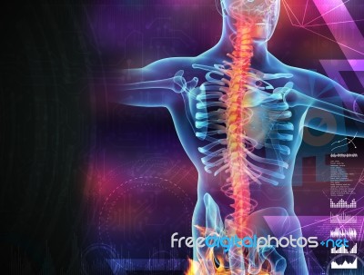 Skeleton Of The Man With The Backbone Stock Image