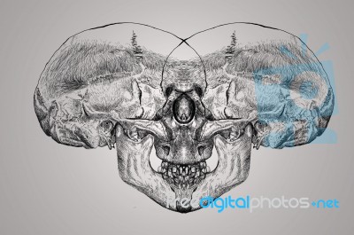 Sketch Human Head Skull Stock Image