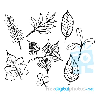 Sketch Illustration Of Leaf Design Stock Image