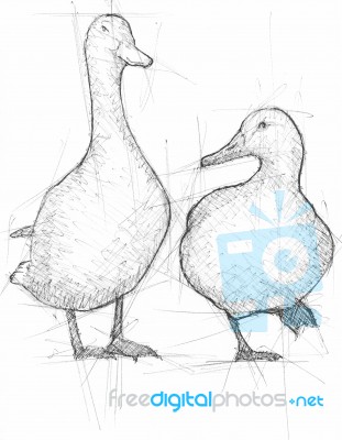 Sketch Illustration Of Mallards Stock Image