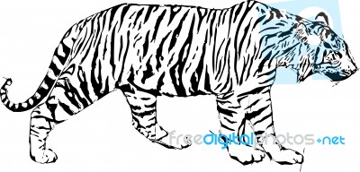 Sketch Illustration Of Tyger Stock Image