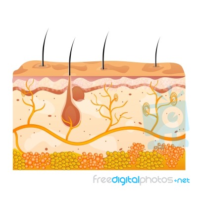 Skin Cells Stock Image