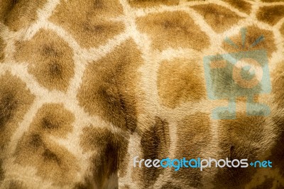 Skin Texture Of A Giraffe Stock Photo