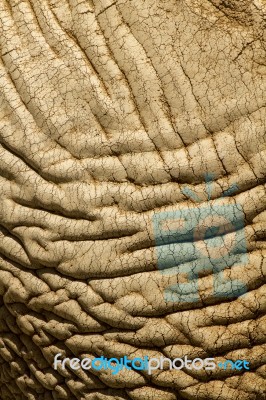 Skin Texture Of An African Elephant Stock Photo