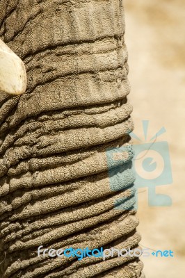 Skin Texture Of An African Elephant Stock Photo