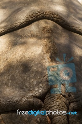 Skin Texture Of An Hippopotamus Stock Photo