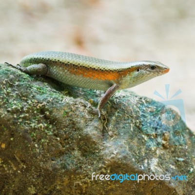 Skink Stock Photo