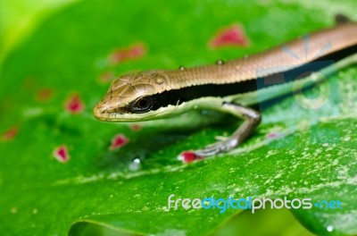 Skink Stock Photo