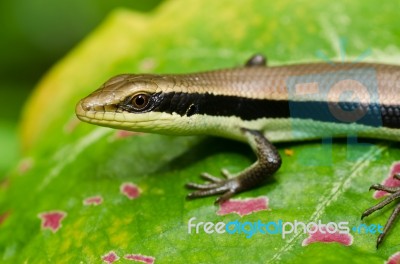 Skink On Leaf Stock Photo