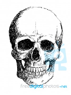 Skull Stock Image