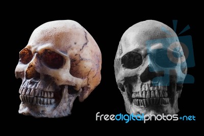 Skull On A Black Background Stock Photo