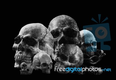 Skull On A Black Background Stock Photo