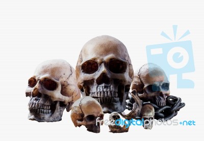 Skull On A White Background Stock Photo