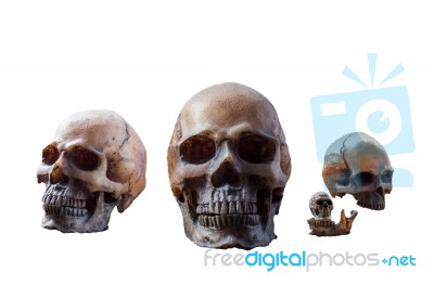 Skull On A White Background Stock Photo