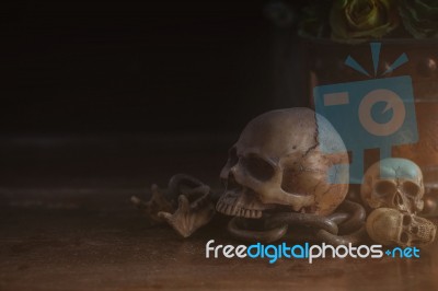 Skull On Wooden Of Dust Stock Photo