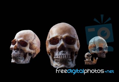 Skull With A Black Background Stock Photo