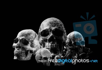 Skull With A Black Background Stock Photo